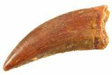Serrated Raptor Tooth - Real Dinosaur Tooth #347049-1